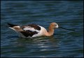 _1SB5872 american avocet